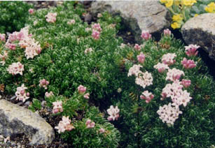 Asperula gussonii